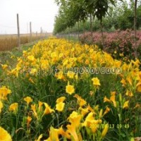 大花萱草市場上賣多少強(qiáng)