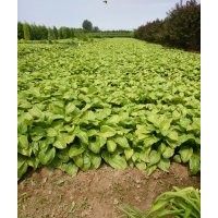 大量供應草花金娃娃萱草