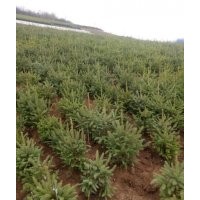 出售各種樹(shù)苗云杉,油松,側(cè)柏