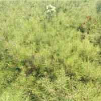 長(zhǎng)期供應(yīng)西安大田1米-6米白皮松