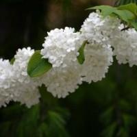 產(chǎn)地大量提供八仙花苗，低價出售