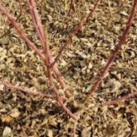 基地直供紅端木藥用重瓣紅玫瑰綠化四季玫瑰苗出售，