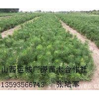 30公分營養(yǎng)杯白皮松大量出售