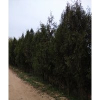 供應(yīng)質(zhì)優(yōu)價(jià)廉的黑松、油松、側(cè)柏