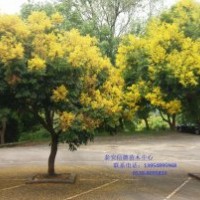 大量供應(yīng)欒樹苗