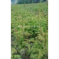湖北利川供應(yīng)柳杉小苗、柳杉造林苗