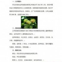 河北樂優(yōu)農(nóng)業(yè)大量供應(yīng)無花果等苗木