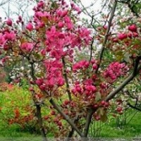 河北樂優(yōu)大量供應(yīng)海棠，碧桃，榆樹，無花果等苗木(圖)