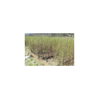 水杉，水杉小苗