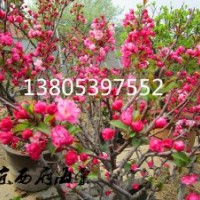 北京西府海棠價(jià)格、2015最新西府海棠行情報(bào)價(jià)