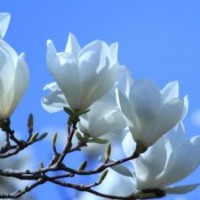 玉蘭苗，玉蘭嫁接苗，廣玉蘭苗