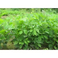 水曲柳苗，水曲柳苗基地，水曲柳樹苗，水曲柳苗價(jià)格