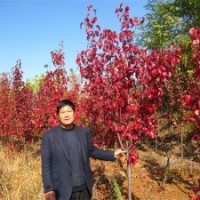 彩葉豆梨、多彩白櫟、北美海棠及果樹苗木