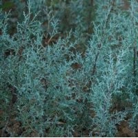 日照藍(lán)冰柏 龍柏苗 龍柏球 藍(lán)冰柏苗 玉蘭苗電話13561916656