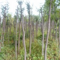 暴馬丁香、截桿暴馬丁香、暴馬子