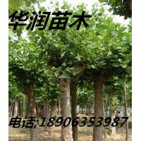 廣東4公分國(guó)槐價(jià)格，華潤(rùn)苗木6公分國(guó)槐價(jià)格，8公分國(guó)槐基地