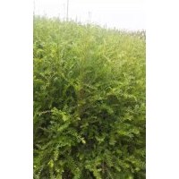 湖北紅豆杉苗★|湖北紅豆杉苗&紅豆杉價格