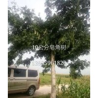 出售花椒苗 杜梨苗 杏樹苗 紫葉李