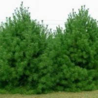 常年出售油松，華山松，白皮松等