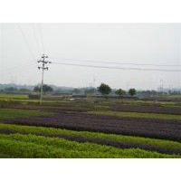 長期出售各類色塊苗