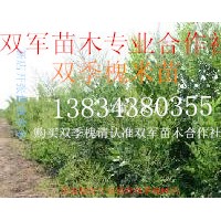 雙季槐新品種3號(hào)