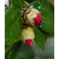 供應(yīng)茶花樹苗 苦丁茶樹苗 茶葉苗 馬甲子樹苗 茶葉樹苗