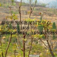 山東泰安香椿苗種植基地