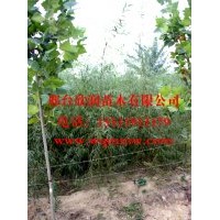 河北邢臺欣潤苗木大量供應垂柳 2公分