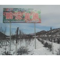 常年供應(yīng)九角楓，五角楓，皂角，云杉，蒙古礫