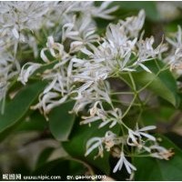 10公分流蘇苗哪里買，流蘇小苗管理技術(shù)