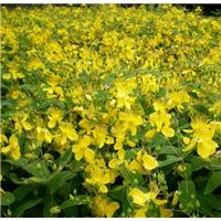 大量供應(yīng)金絲桃，金絲梅，黃色花朵