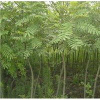 直銷2-30公分楓楊，楓楊基地