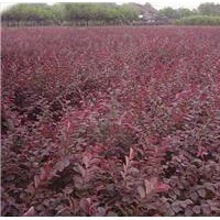 紅葉小檗，紅葉小檗球，紅葉小檗綠籬苗，紫葉小檗基地，盆栽苗。