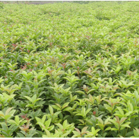 湖南供應(yīng) 桂花樹，精品桂花 8、15、20、30公分桂花樹