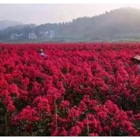 自產(chǎn)自銷美國紫嶶：紅火球、紅火箭、紅葉紫嶶小苗