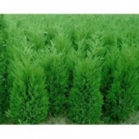 1-3米蜀檜批發(fā)