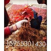 自產(chǎn)自銷美國紅楓、紫嶶小苗