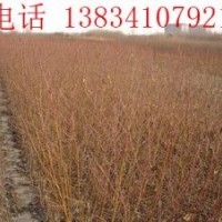 山杏苗 1--2年生山杏苗 3--5公分山杏