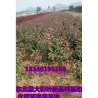 預(yù)售魔力海棠苗（直銷魔力海棠苗）