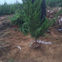 日照龍柏苗木基地