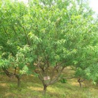 占地果樹，山楂，桃樹