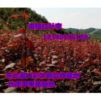 內(nèi)蒙密枝紅葉李苗@低價(jià)紅葉李苗