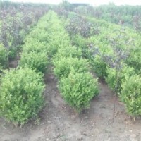 青州黃楊價(jià)格