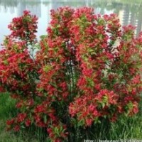 2016 紅王子錦帶花