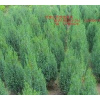 刺柏 塔松 側(cè)柏 甘肅定西大量低價出售