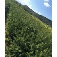 云杉21*21營養(yǎng)杯苗 30--60公分