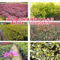 長沙金森女貞杯苗批發(fā)價格