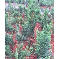 供應(yīng)日本真柏、中葉羅漢松小苗