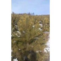 出售1.5米樟子松