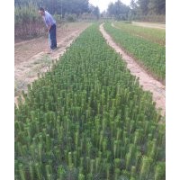供應20一80公分黑松側柏容器苗